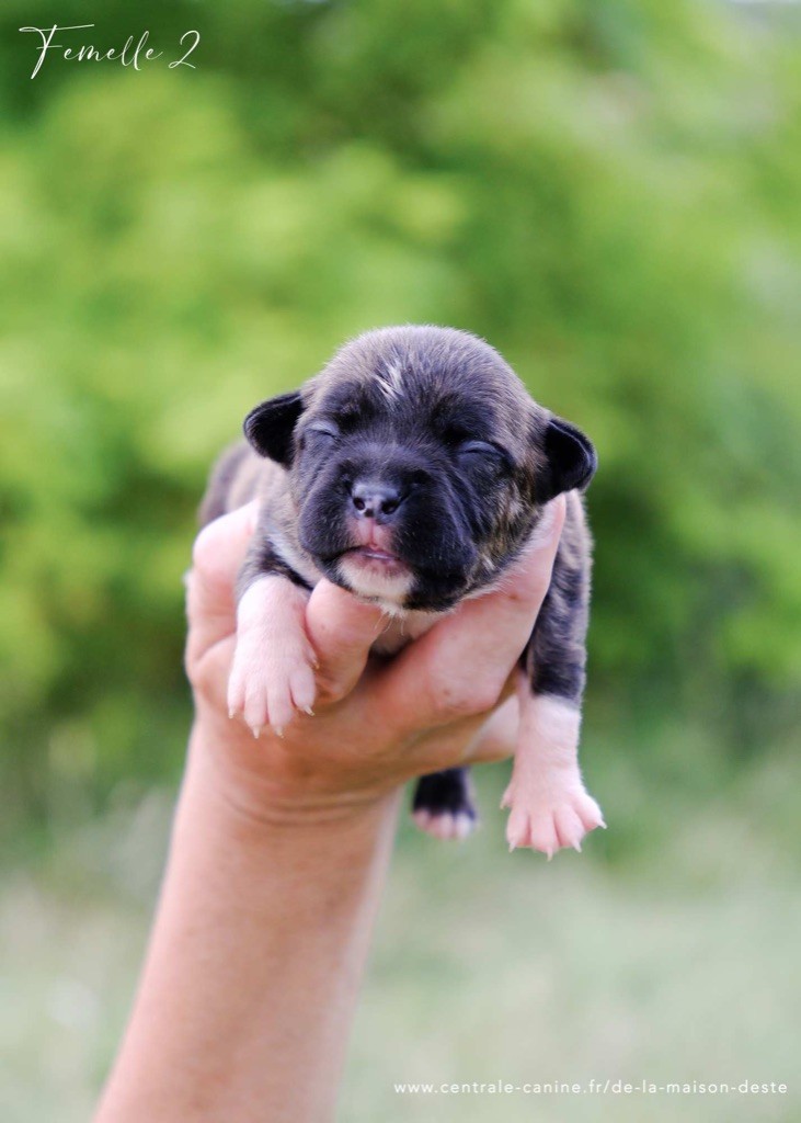 De la Maison d'Este - Chiots disponibles - American Staffordshire Terrier