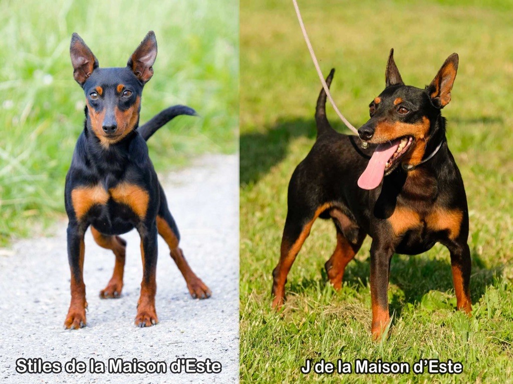 De la Maison d'Este - Pinscher nain - Portée née le 19/04/2023