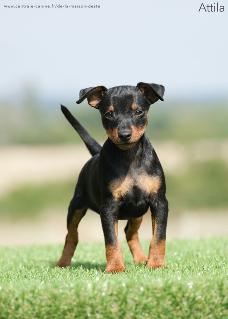 De la Maison d'Este - Chiots disponibles - Pinscher nain