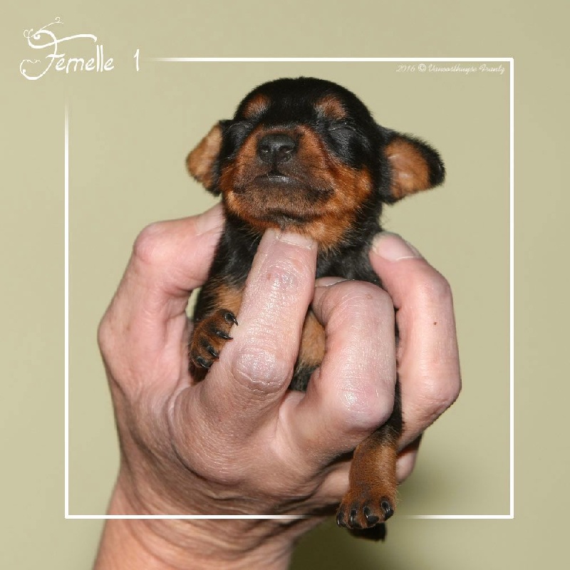 De la Maison d'Este - Pinscher nain - Portée née le 21/09/2016