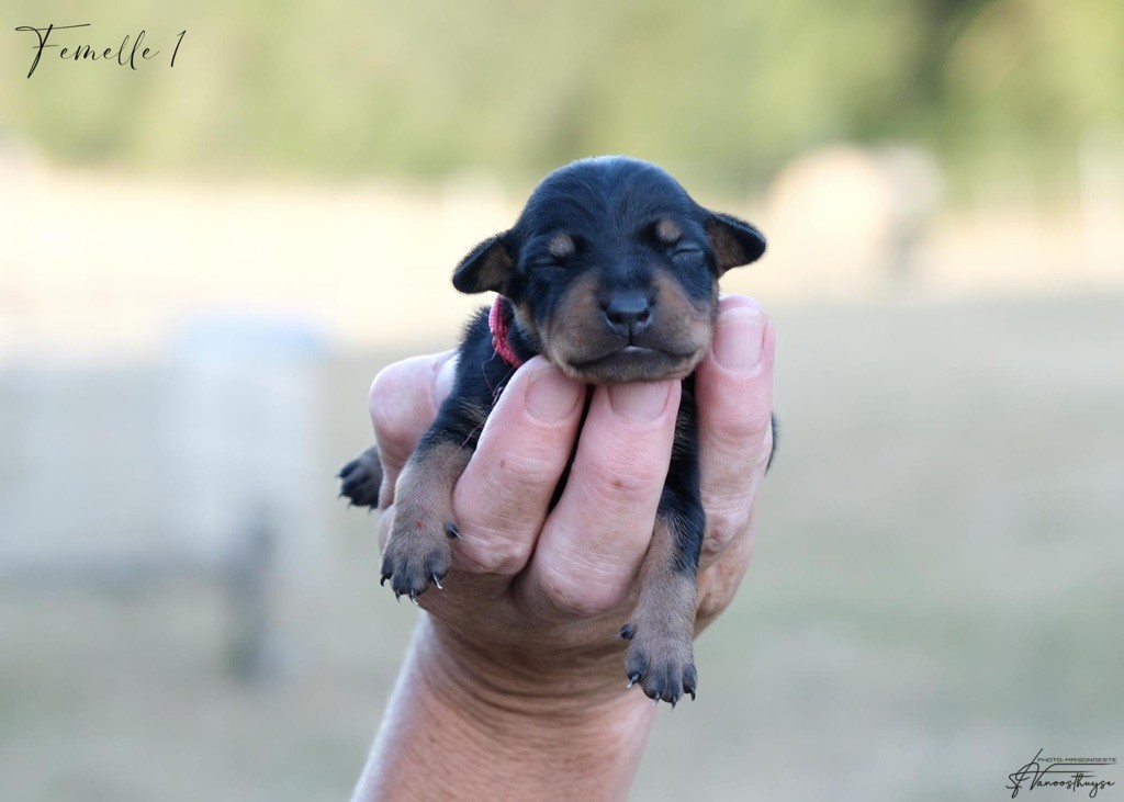 De la Maison d'Este - Chiots disponibles - Pinscher nain