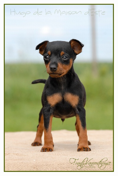 De la Maison d'Este - Pinscher nain - Portée née le 20/04/2012