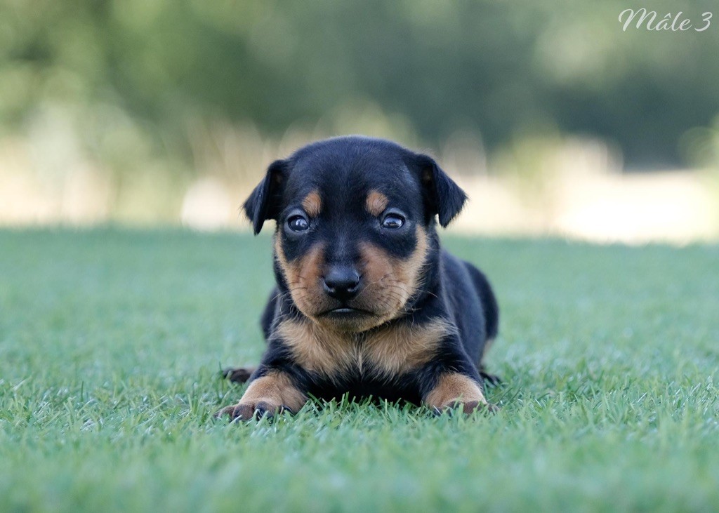 De la Maison d'Este - Chiots disponibles - Pinscher nain