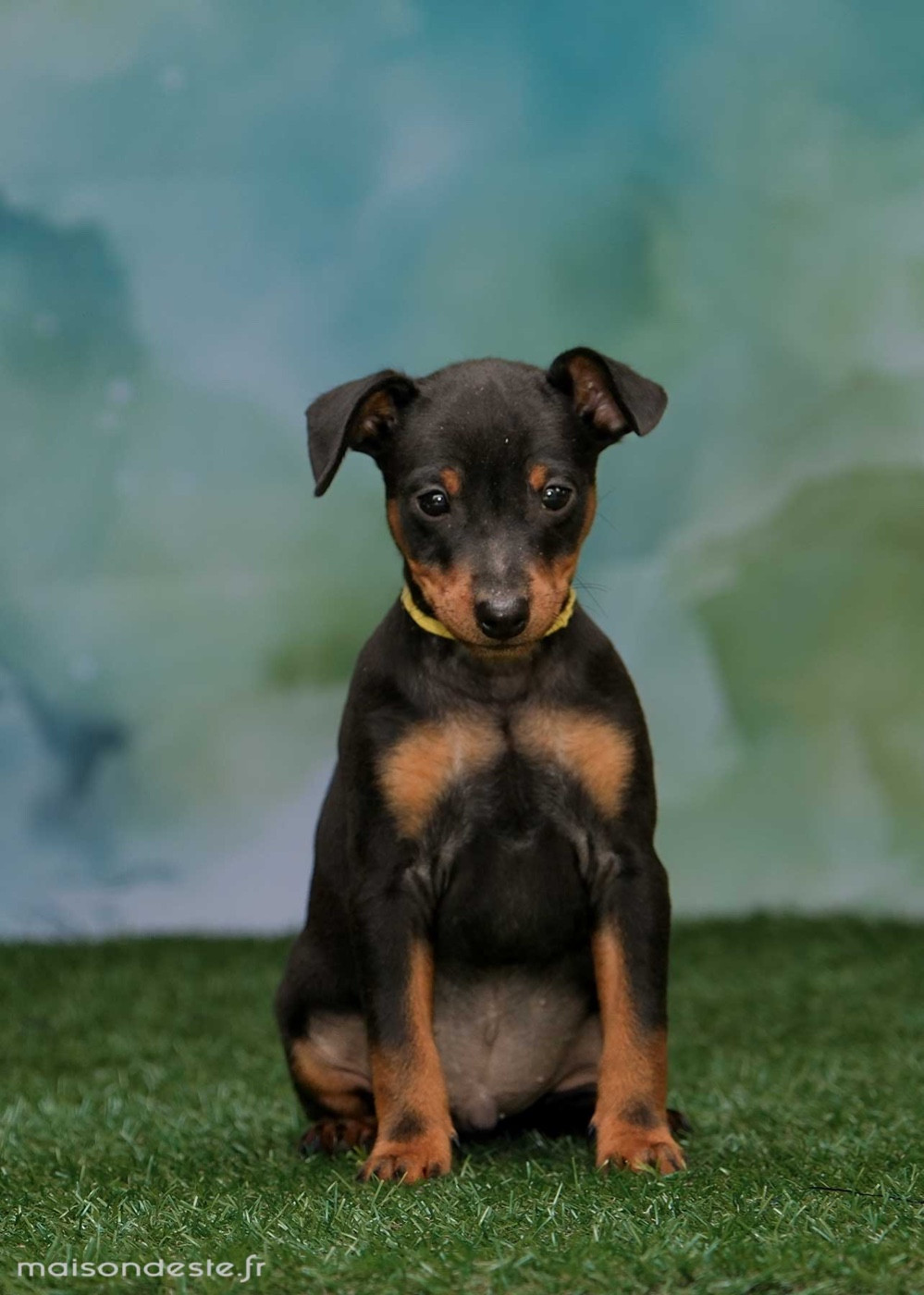 De la Maison d'Este - Chiots disponibles - Pinscher nain