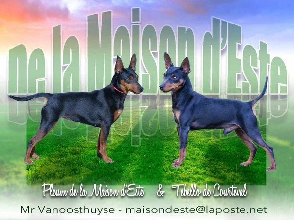 Chiot Pinscher nain De la Maison d'Este
