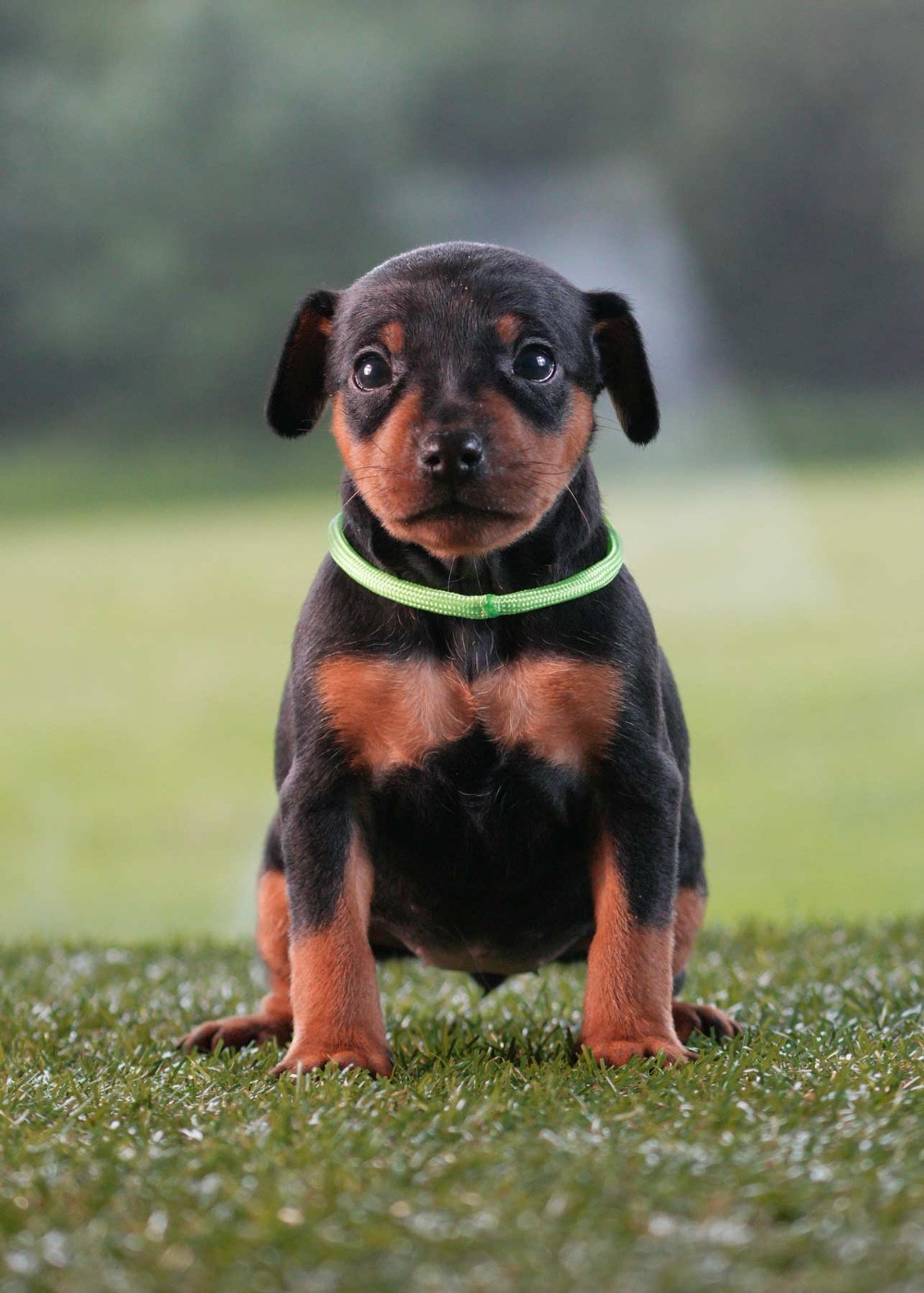 De la Maison d'Este - Chiots disponibles - Pinscher nain