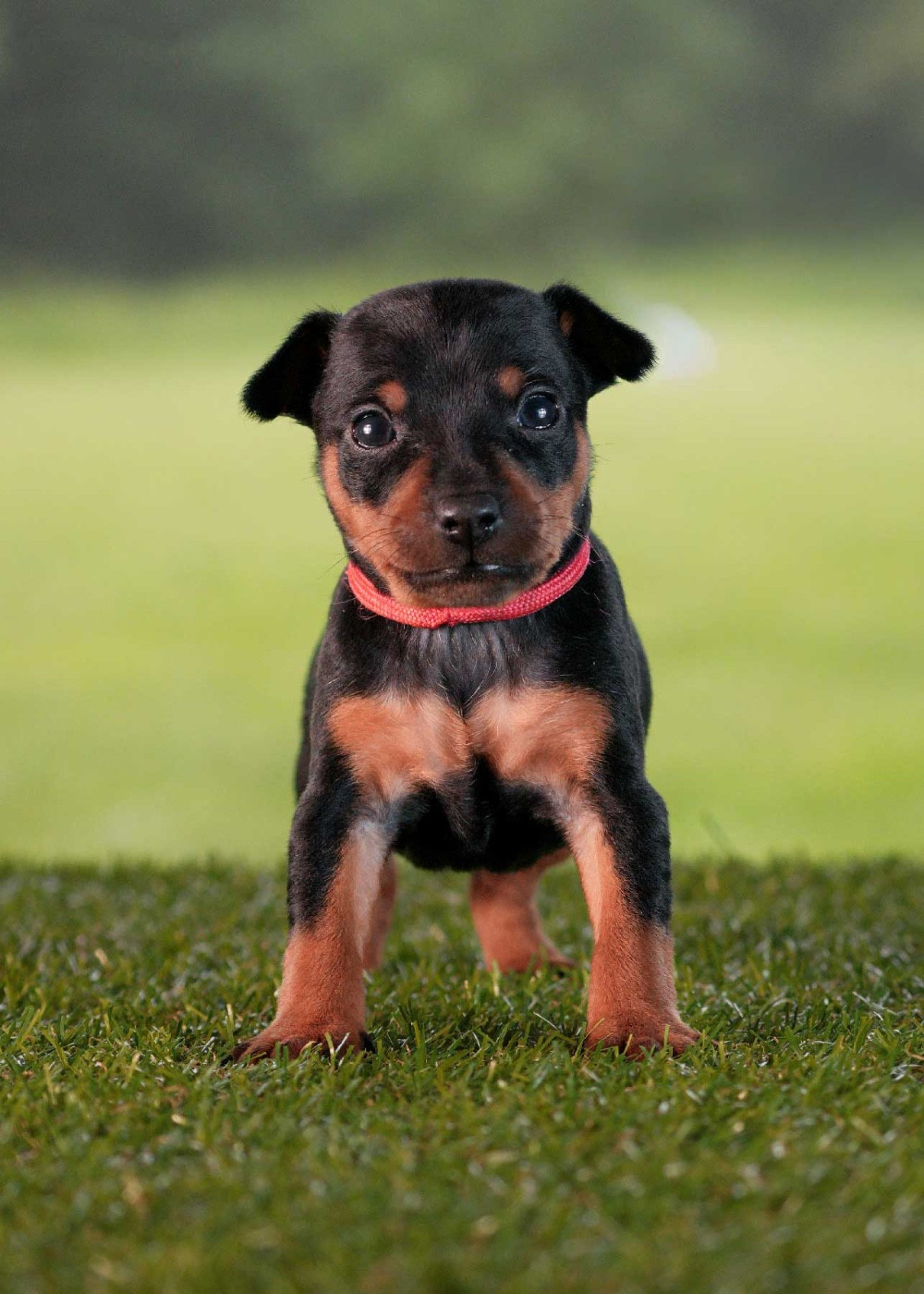 De la Maison d'Este - Chiots disponibles - Pinscher nain