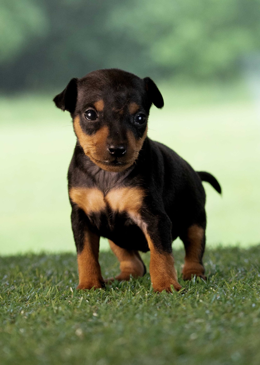 De la Maison d'Este - Chiots disponibles - Pinscher nain