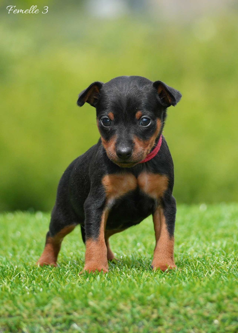 De la Maison d'Este - Chiots disponibles - Pinscher nain