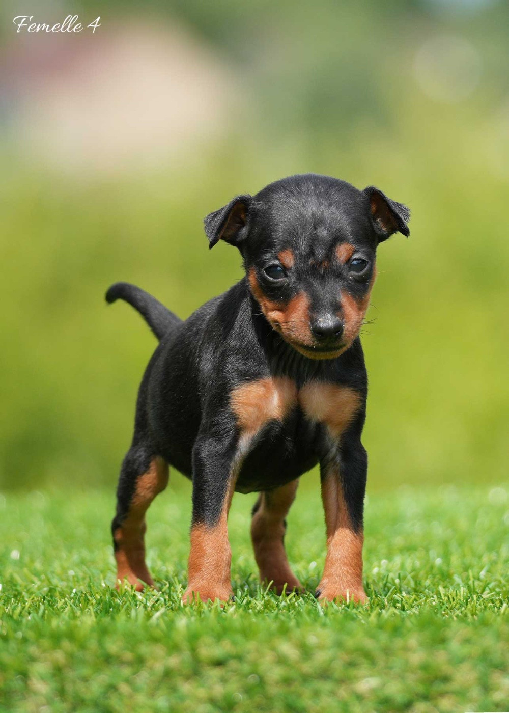 De la Maison d'Este - Chiots disponibles - Pinscher nain