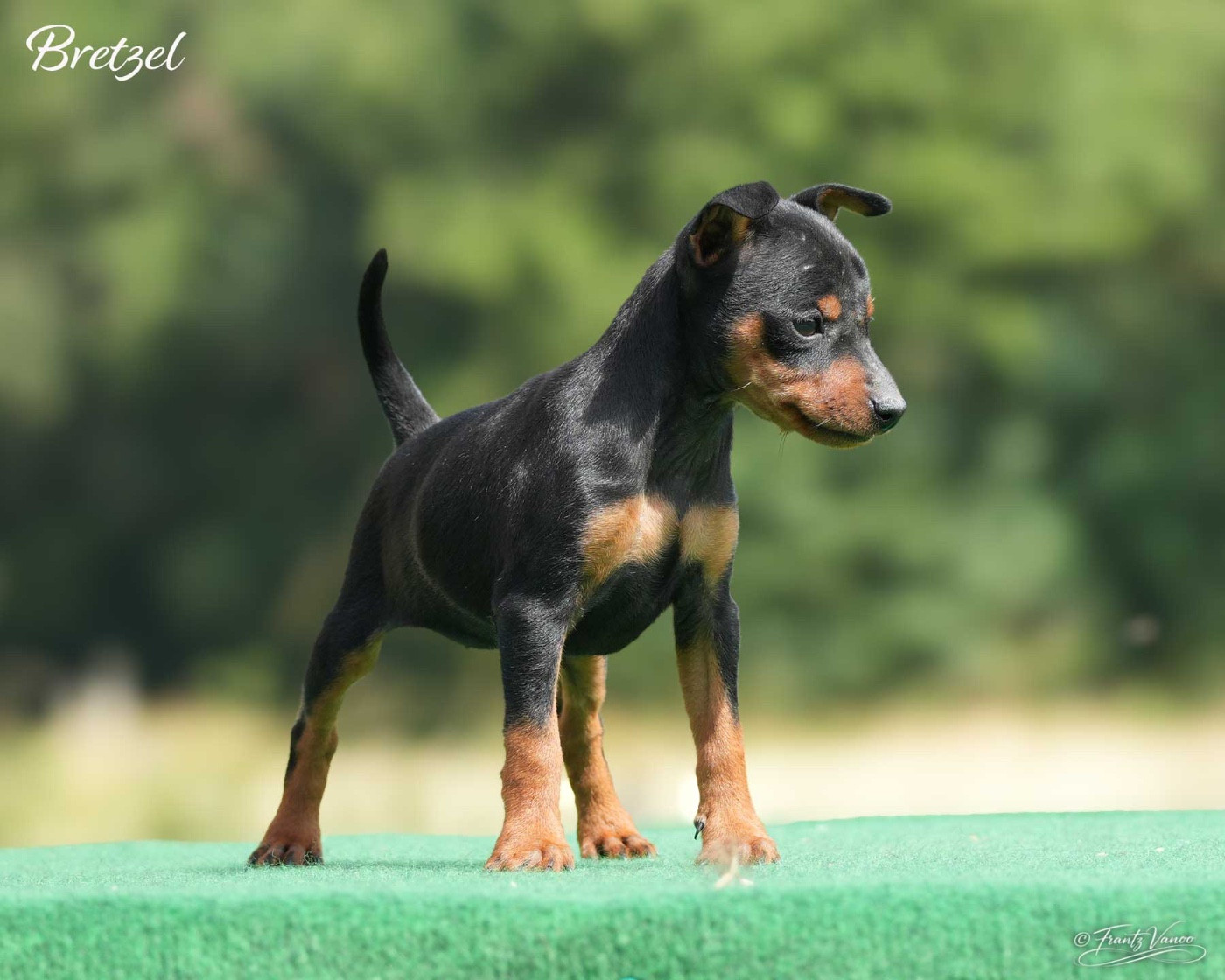De la Maison d'Este - Chiots disponibles - Pinscher nain