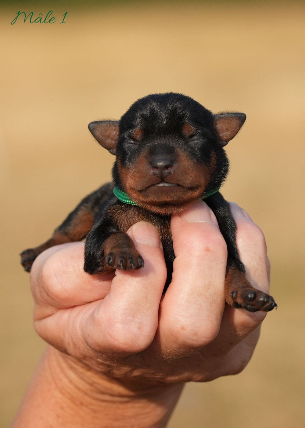 De la Maison d'Este - Chiots disponibles - Pinscher nain