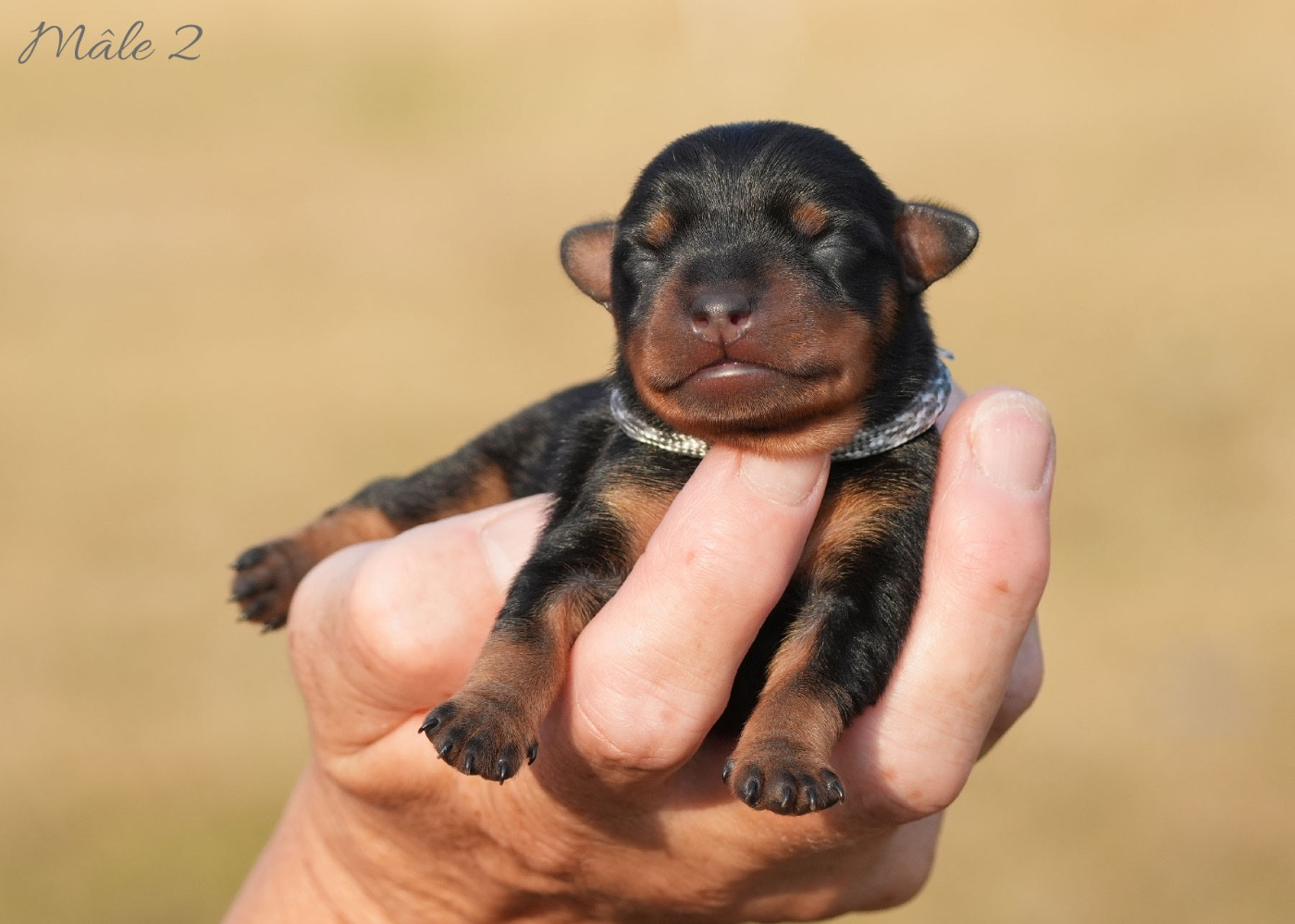 De la Maison d'Este - Chiots disponibles - Pinscher nain