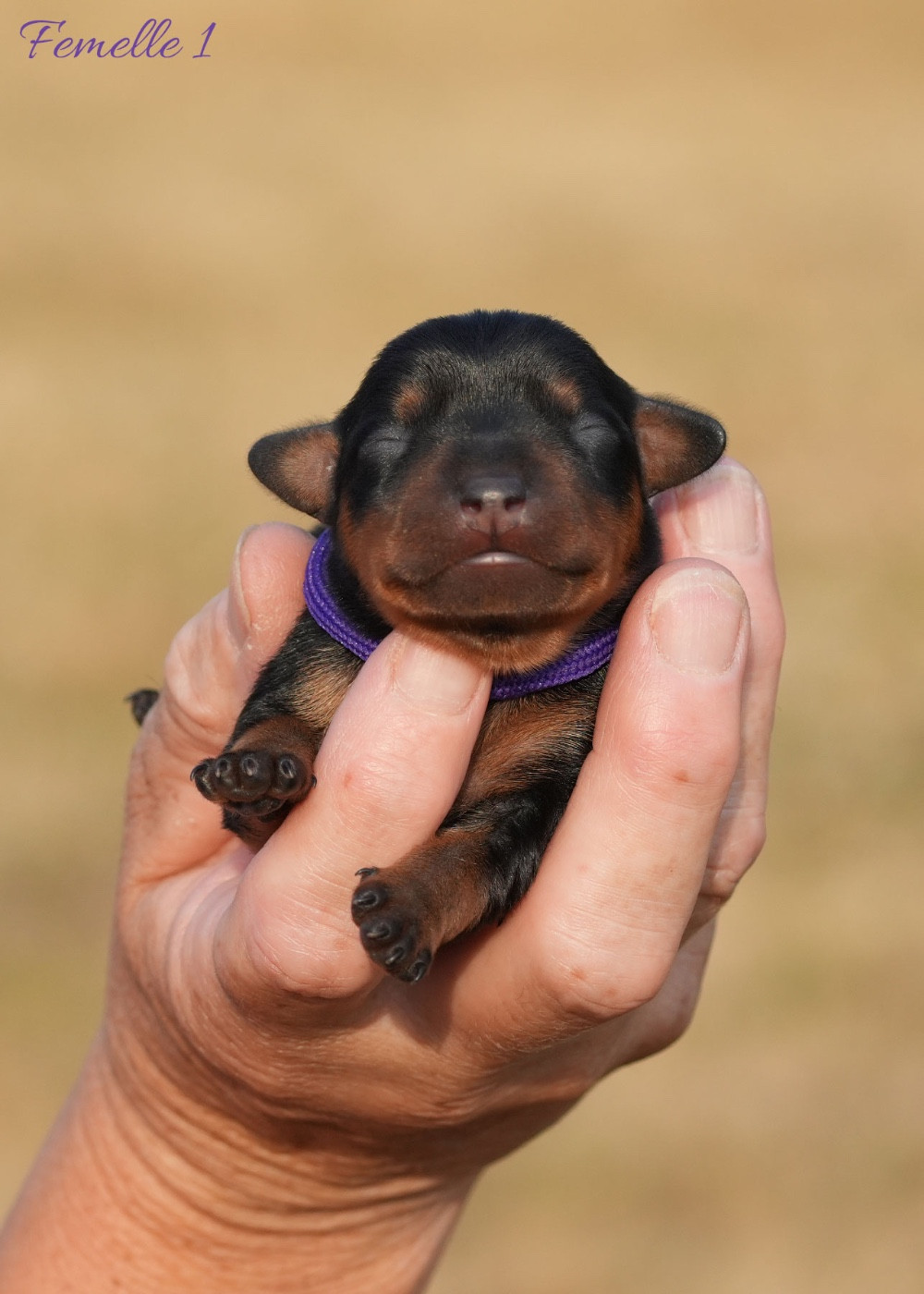 De la Maison d'Este - Chiots disponibles - Pinscher nain