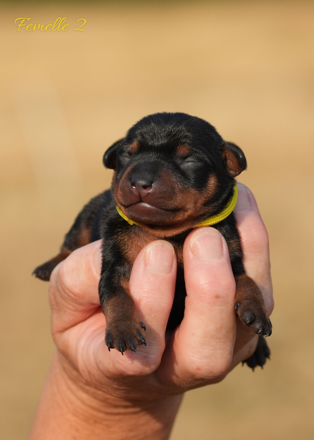De la Maison d'Este - Chiots disponibles - Pinscher nain