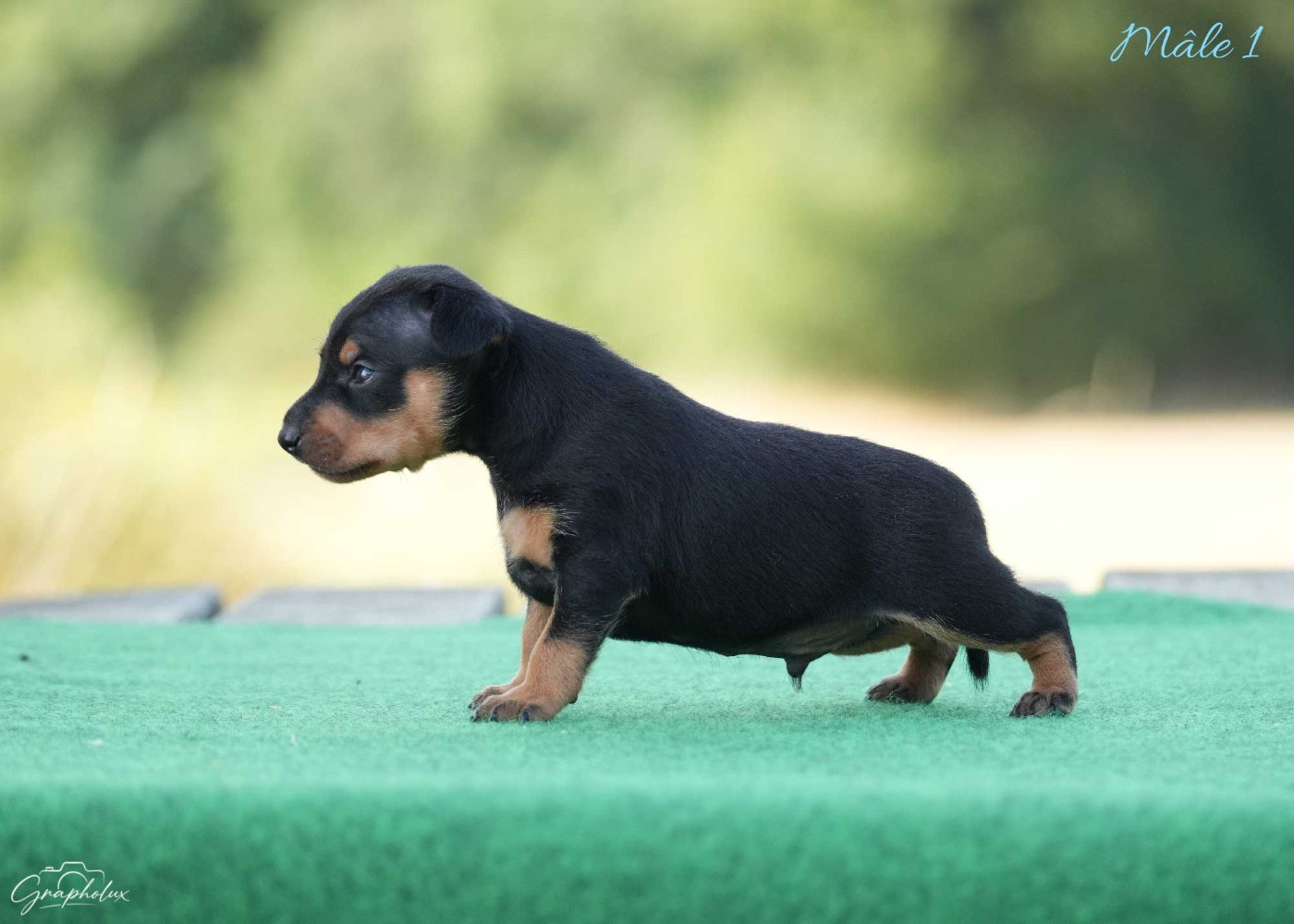 De la Maison d'Este - Chiots disponibles - Pinscher nain