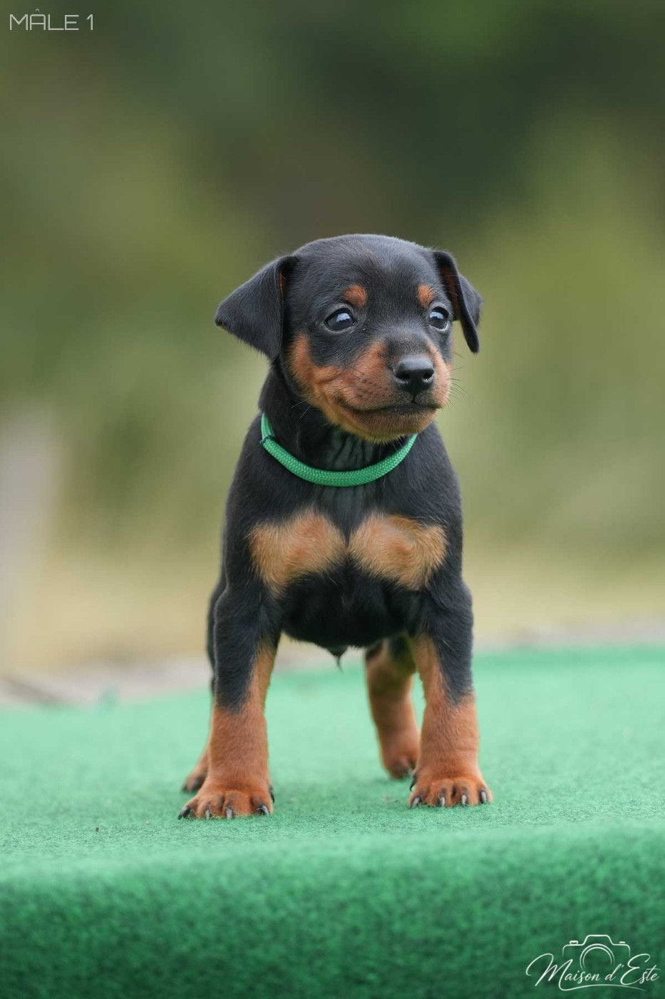 De la Maison d'Este - Chiots disponibles - Pinscher nain