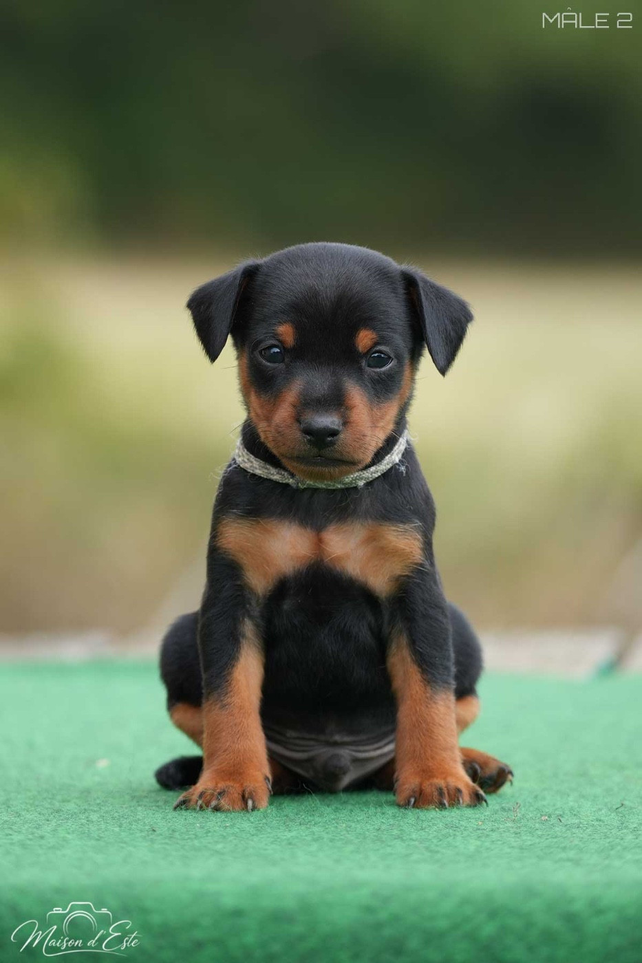 De la Maison d'Este - Chiots disponibles - Pinscher nain