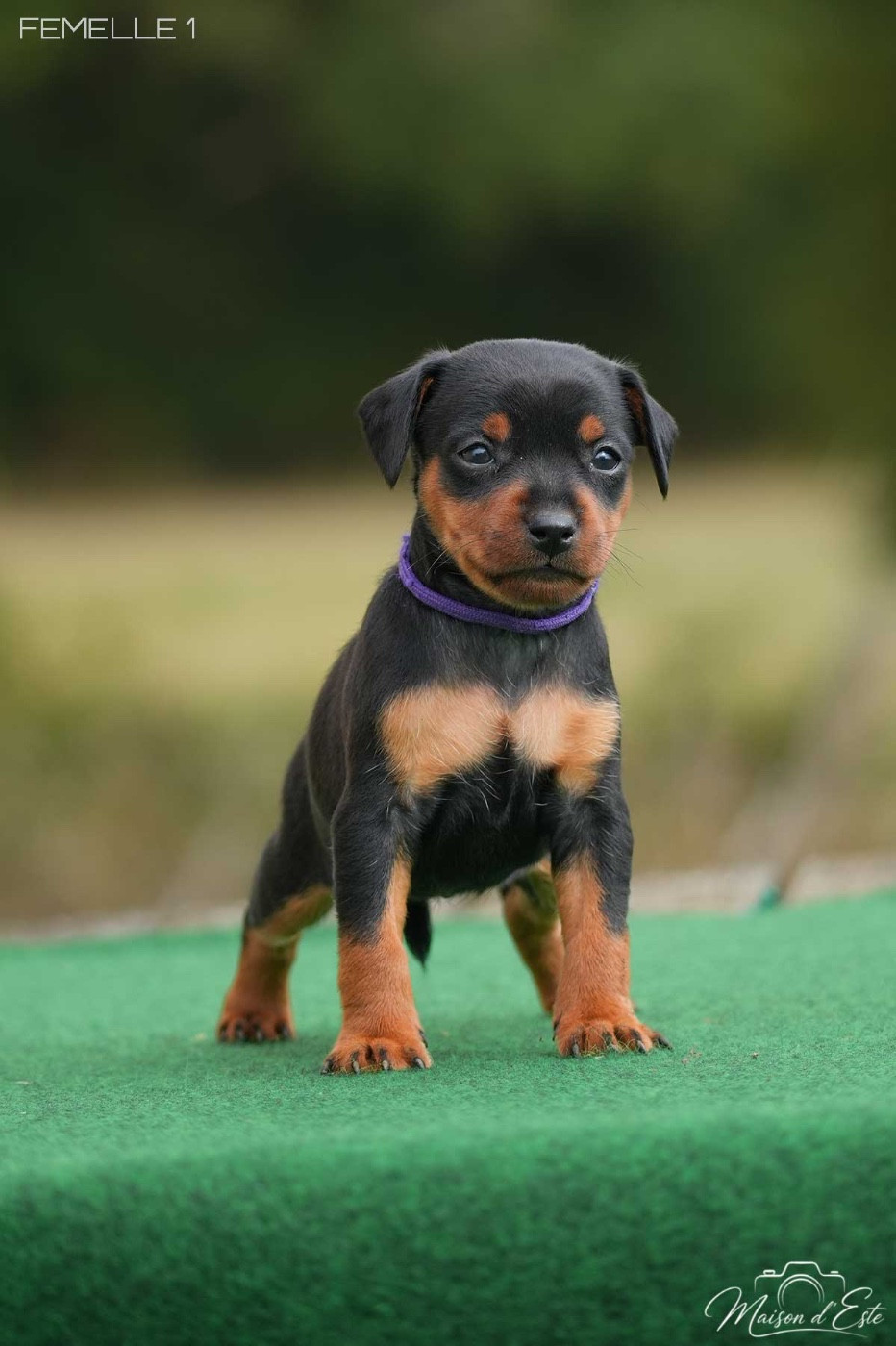 De la Maison d'Este - Chiots disponibles - Pinscher nain