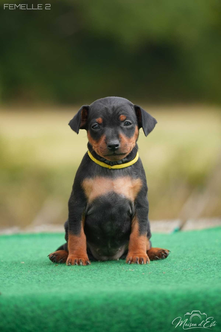 De la Maison d'Este - Chiots disponibles - Pinscher nain