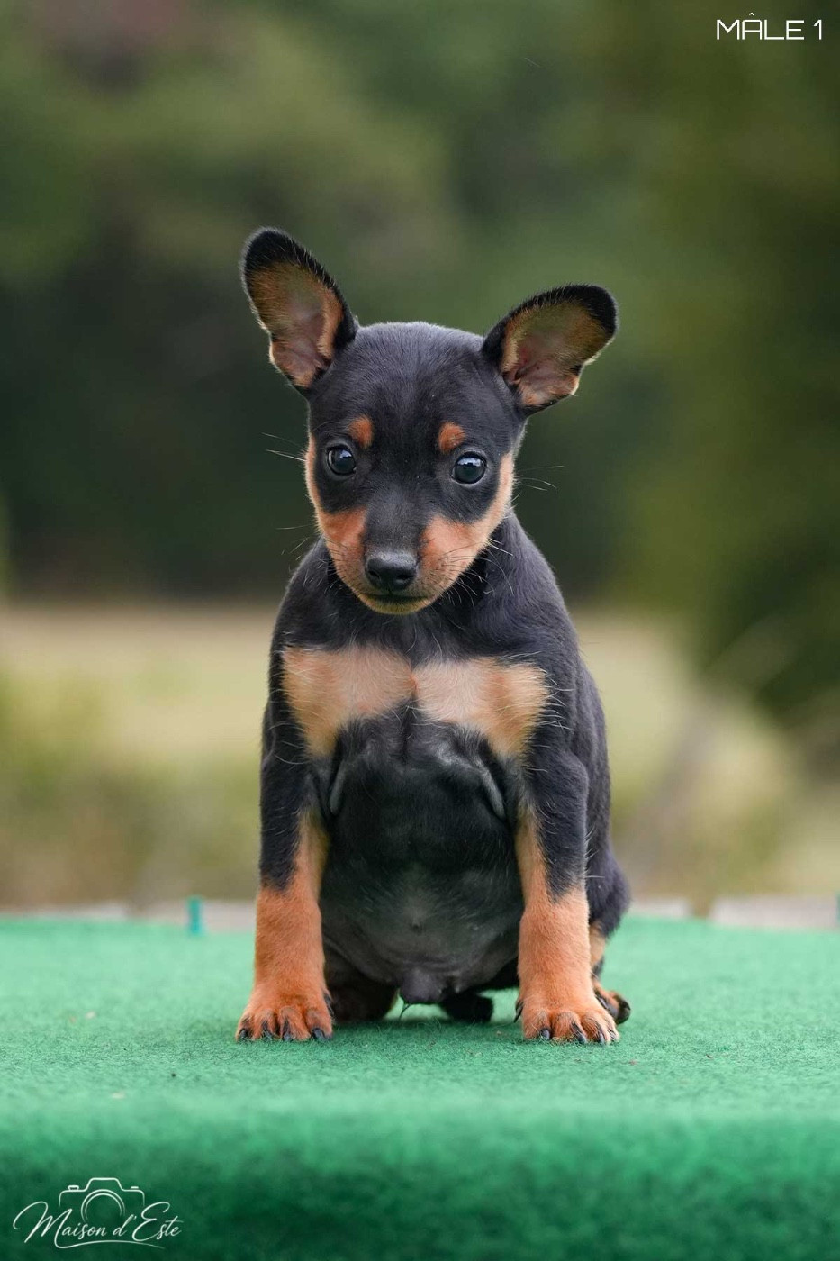 De la Maison d'Este - Chiots disponibles - Pinscher nain