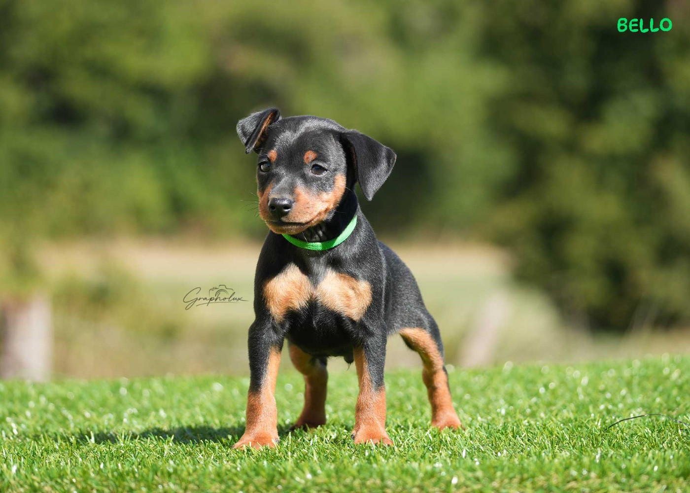 De la Maison d'Este - Chiots disponibles - Pinscher nain