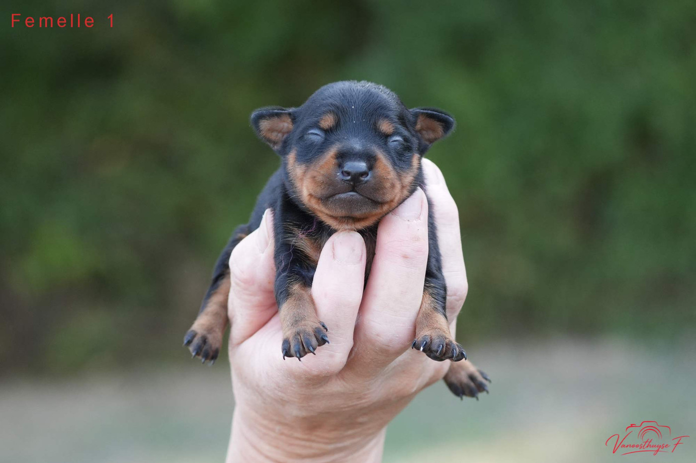 De la Maison d'Este - Chiots disponibles - Pinscher nain