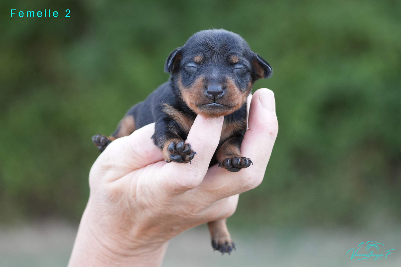 De la Maison d'Este - Chiots disponibles - Pinscher nain