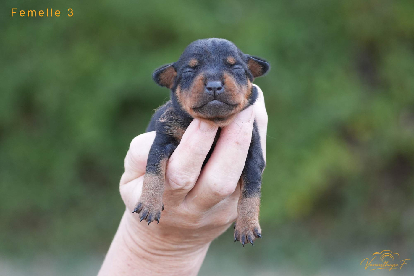 De la Maison d'Este - Chiots disponibles - Pinscher nain