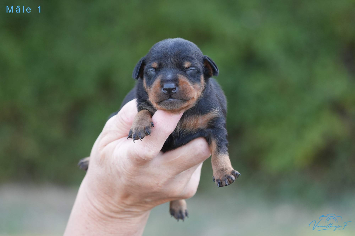 De la Maison d'Este - Chiots disponibles - Pinscher nain