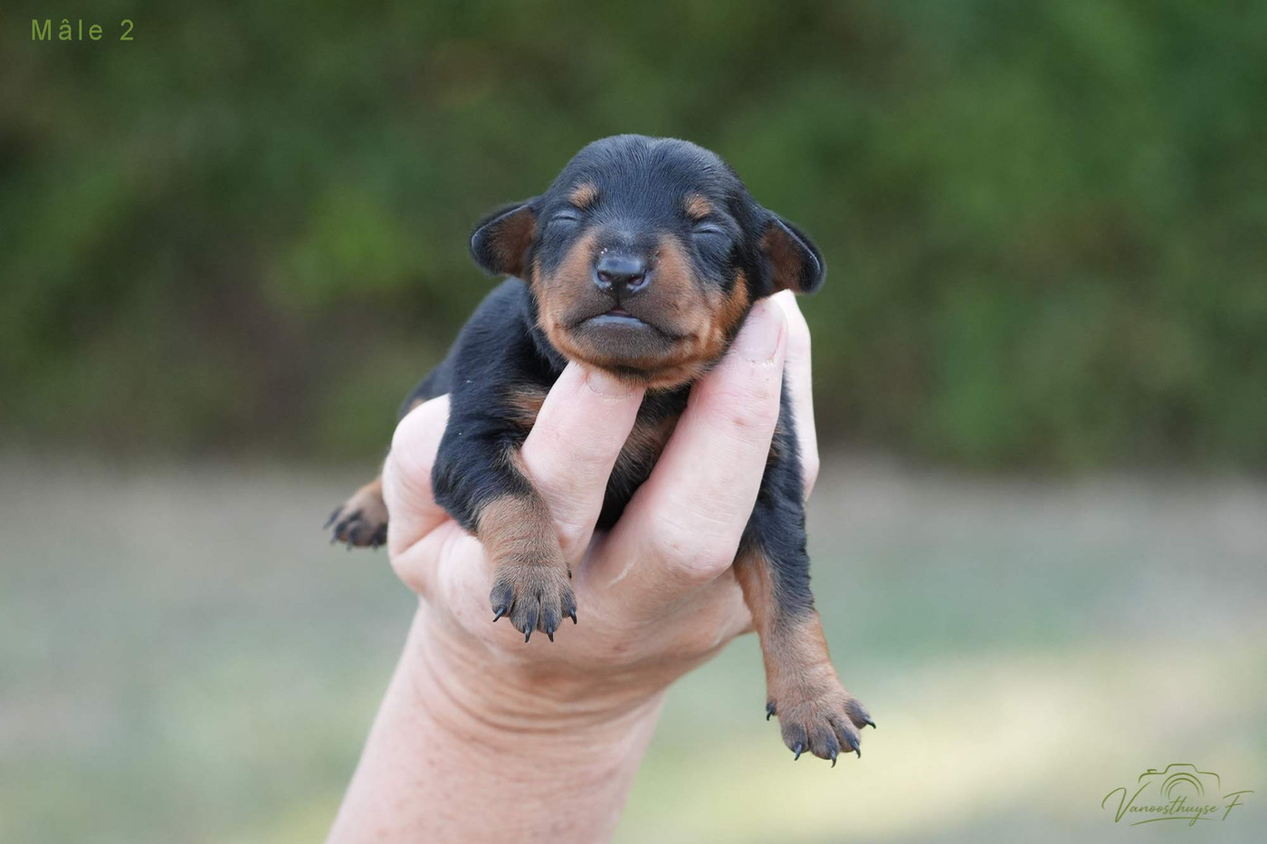 De la Maison d'Este - Chiots disponibles - Pinscher nain