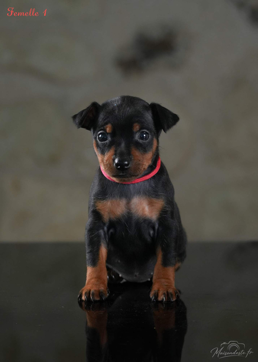 De la Maison d'Este - Chiots disponibles - Pinscher nain