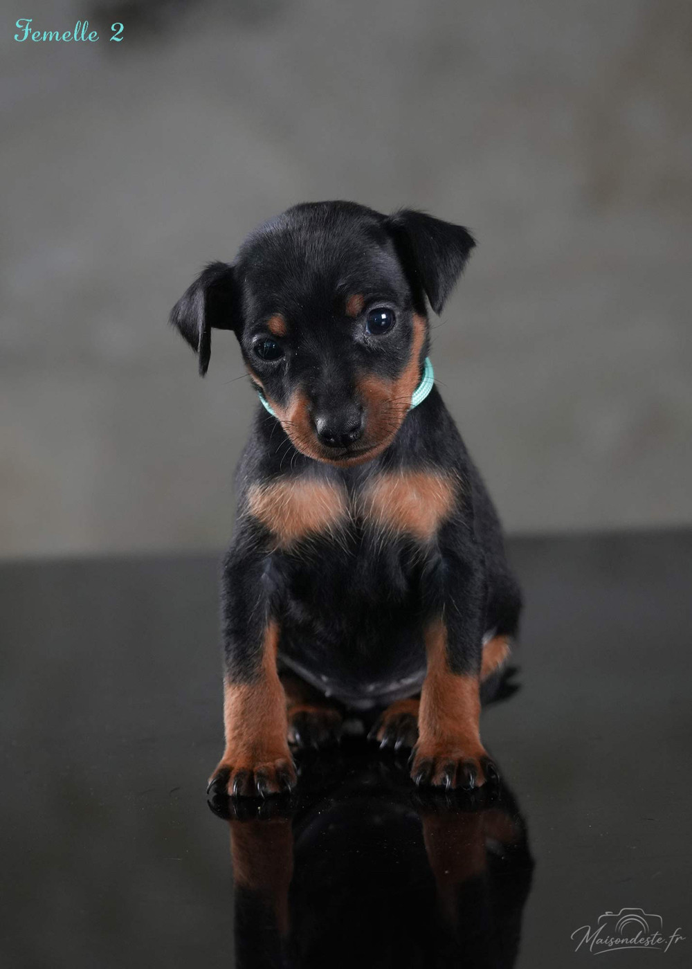 De la Maison d'Este - Chiots disponibles - Pinscher nain
