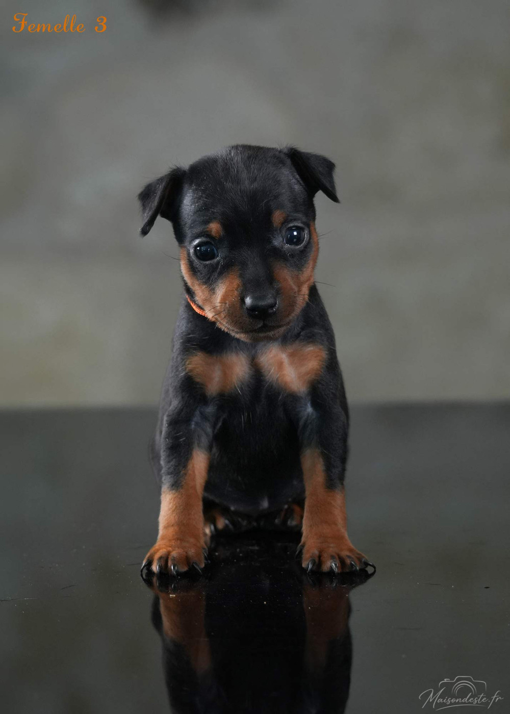 De la Maison d'Este - Chiots disponibles - Pinscher nain