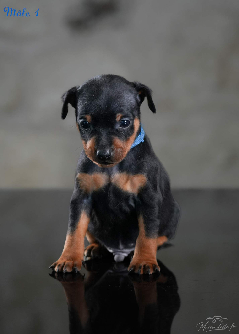 De la Maison d'Este - Chiots disponibles - Pinscher nain