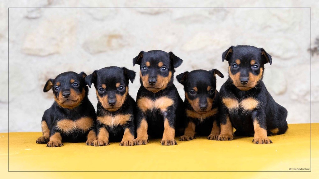De la Maison d'Este - Pinscher nain - Portée née le 05/10/2022