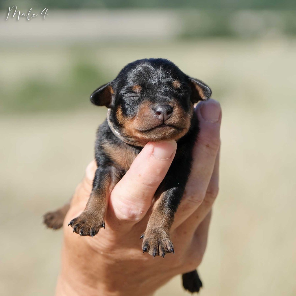 De la Maison d'Este - Chiots disponibles - Pinscher nain