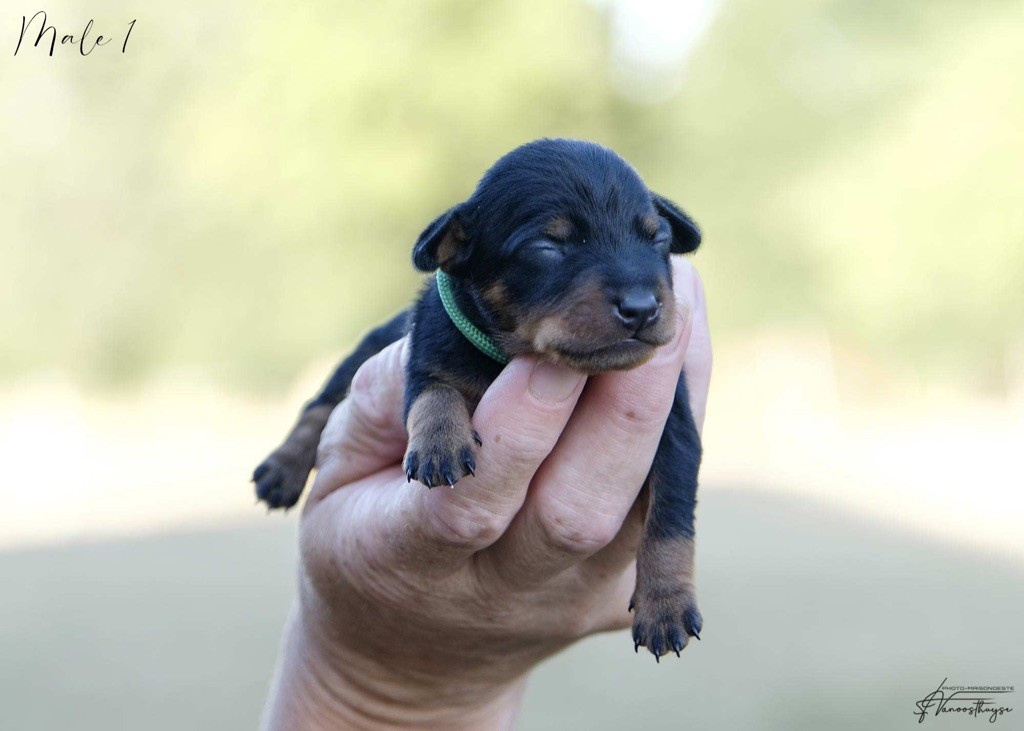 De la Maison d'Este - Chiots disponibles - Pinscher nain