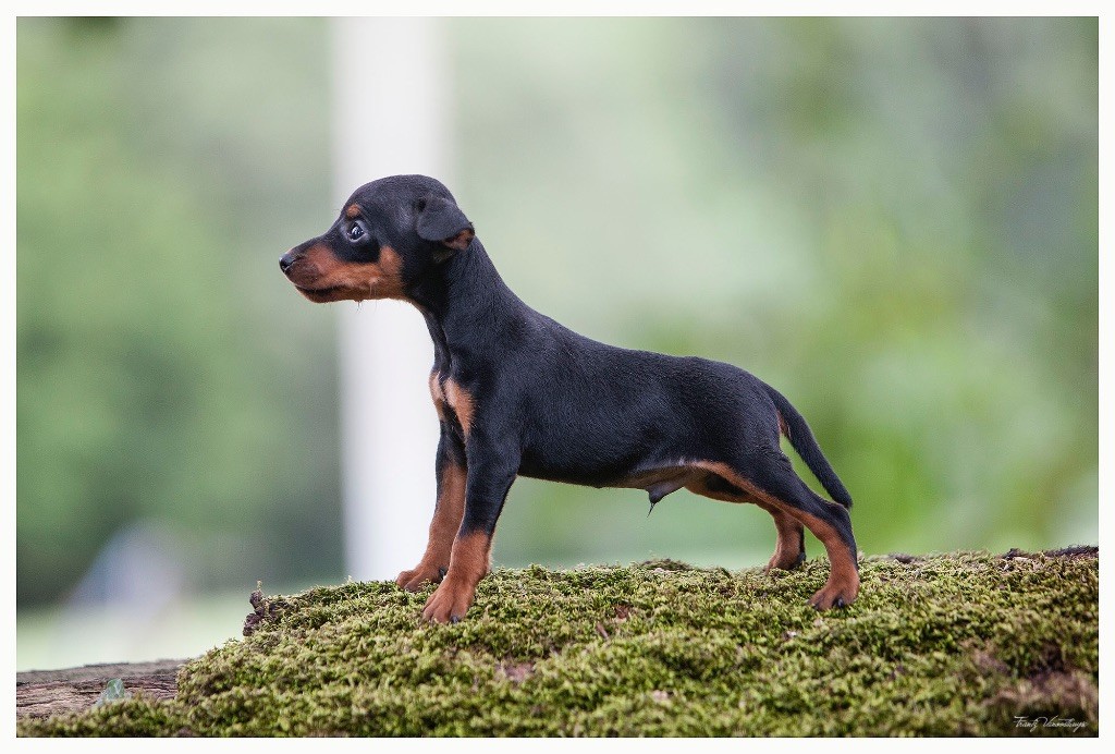 De la Maison d'Este - Pinscher nain - Portée née le 15/06/2017