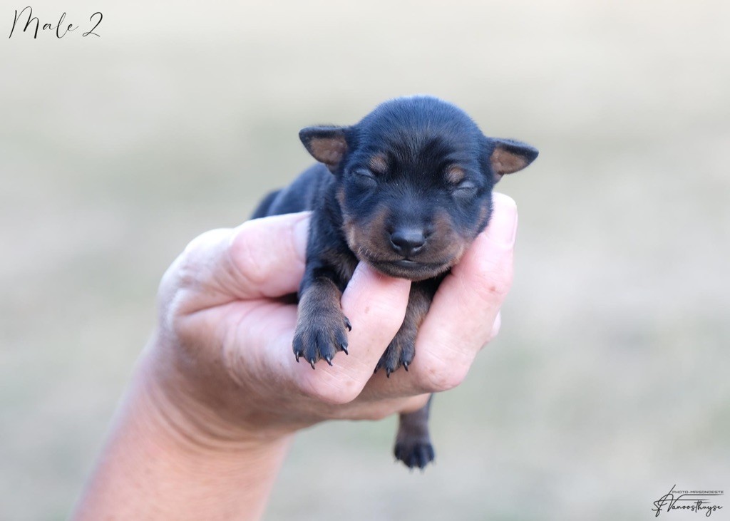 De la Maison d'Este - Chiots disponibles - Pinscher nain