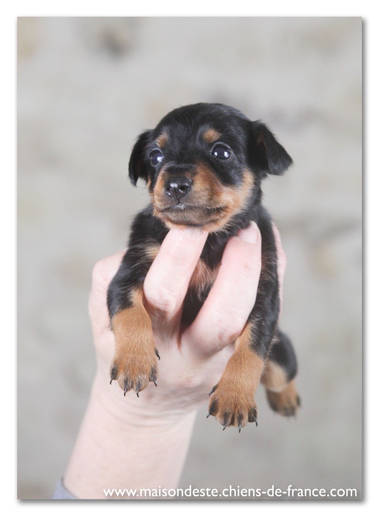 De la Maison d'Este - Pinscher nain - Portée née le 16/12/2021