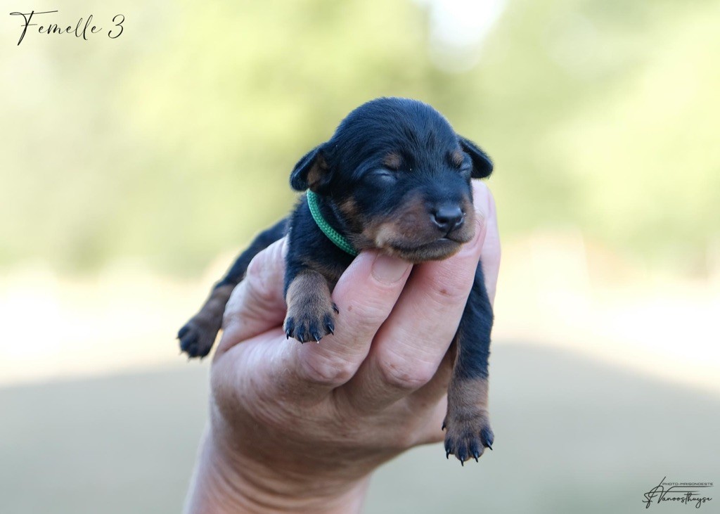 De la Maison d'Este - Chiots disponibles - Pinscher nain