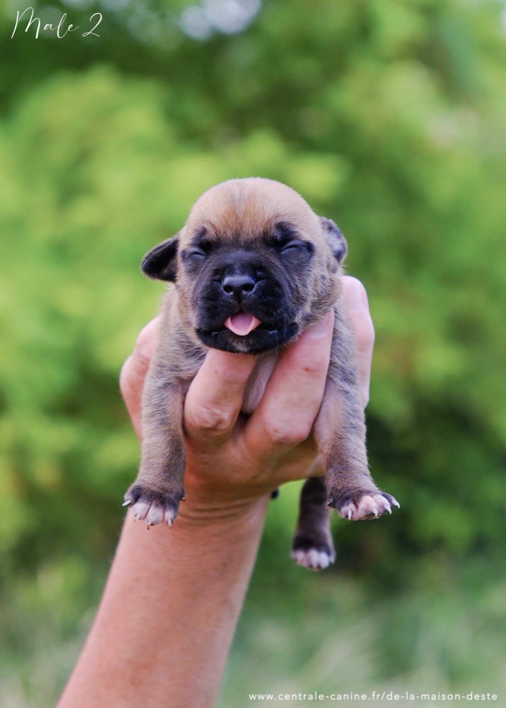 De la Maison d'Este - Chiots disponibles - American Staffordshire Terrier