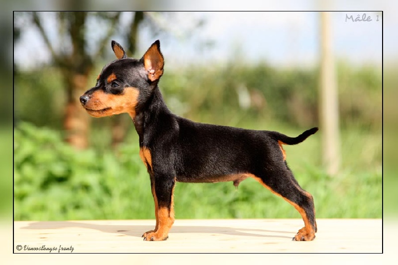 De la Maison d'Este - Pinscher nain - Portée née le 15/07/2013
