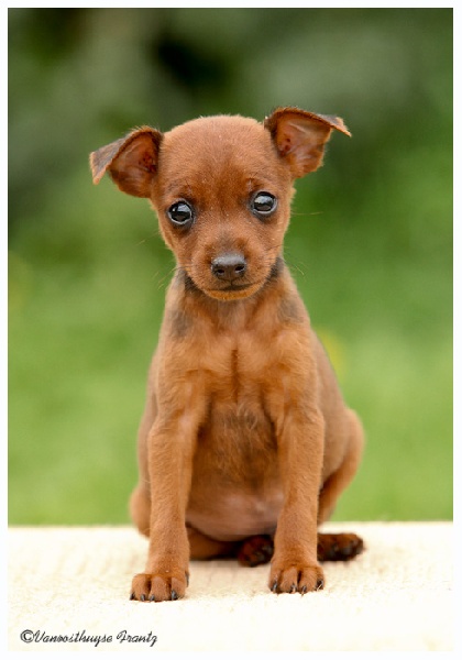 De la Maison d'Este - Pinscher nain - Portée née le 17/07/2011