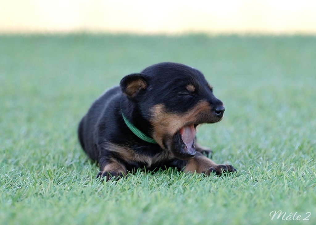 De la Maison d'Este - Chiots disponibles - Pinscher nain