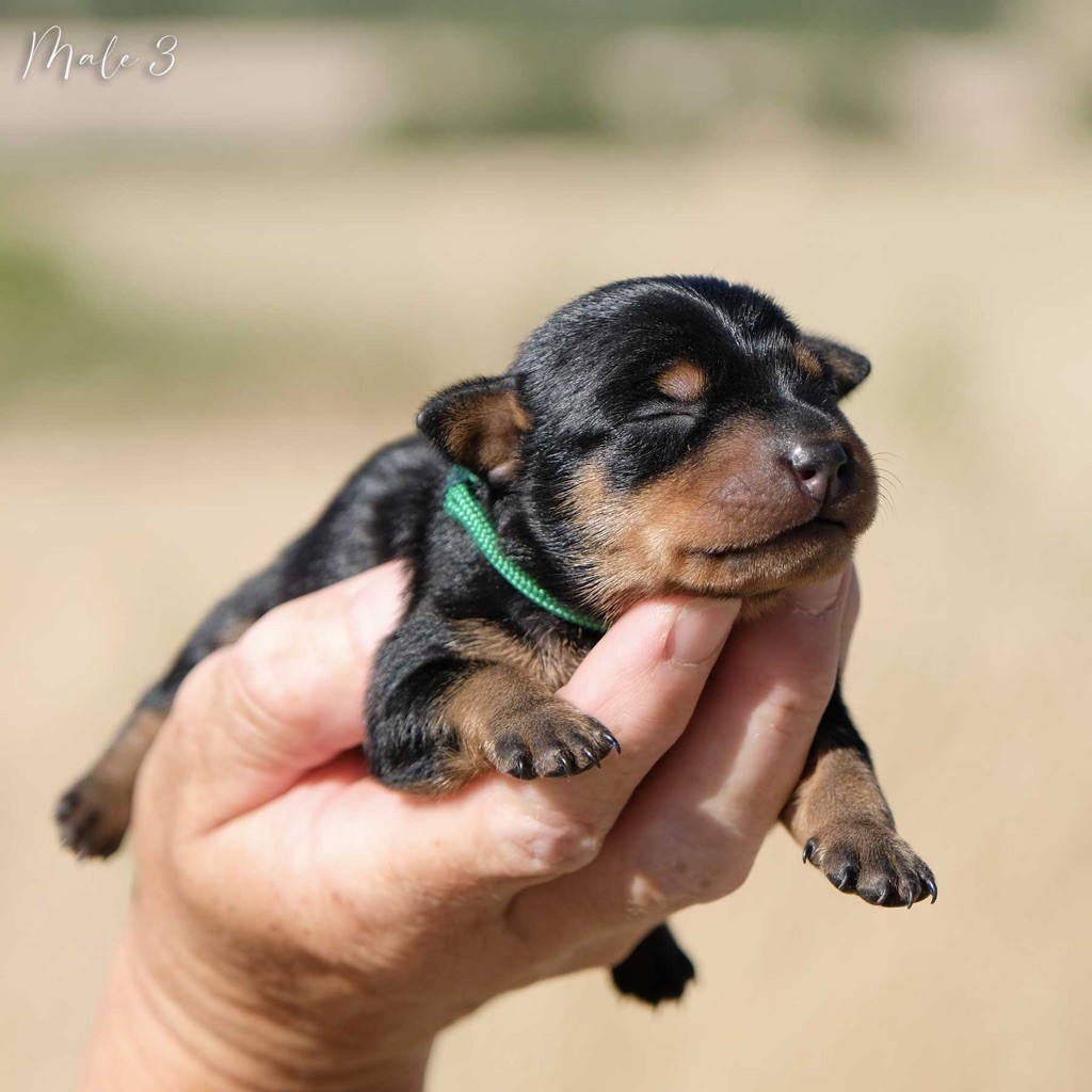 De la Maison d'Este - Chiots disponibles - Pinscher nain