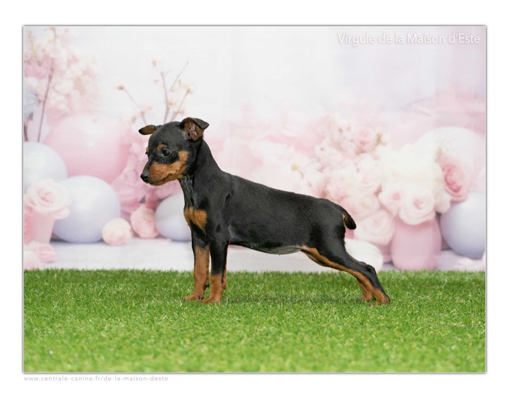 De la Maison d'Este - Chiots disponibles - Pinscher nain