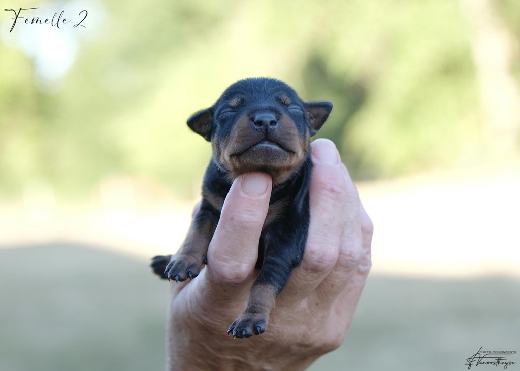 De la Maison d'Este - Chiots disponibles - Pinscher nain