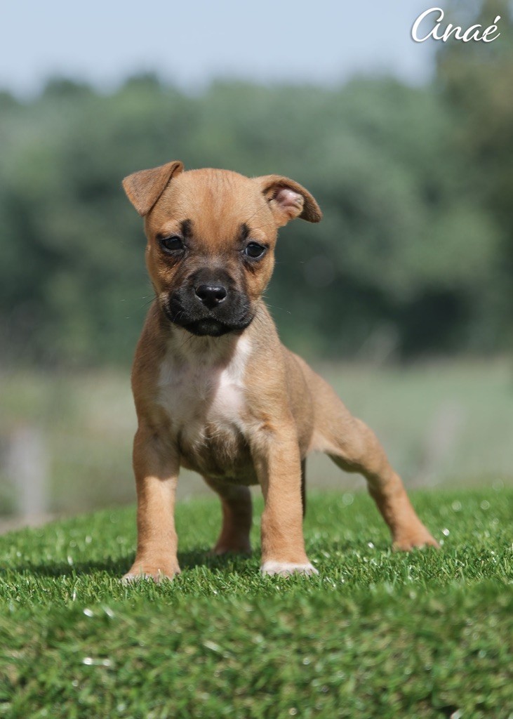 De la Maison d'Este - Chiots disponibles - American Staffordshire Terrier